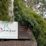 Bamboo-Buddha-Restaurant-and-Retreat-Central-Coast-Xero-users-ADI-Insights-LightSpeedKounta-Online-Xero-Courses-4